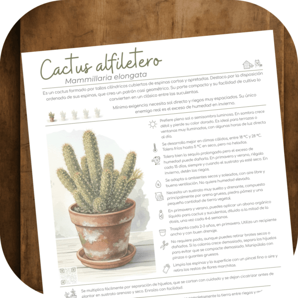 Cómo cuidar el cactus alfiletero (Mammillaria elongata)