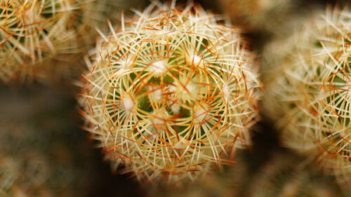 Cómo cuidar el cactus alfiletero (Mammillaria elongata)