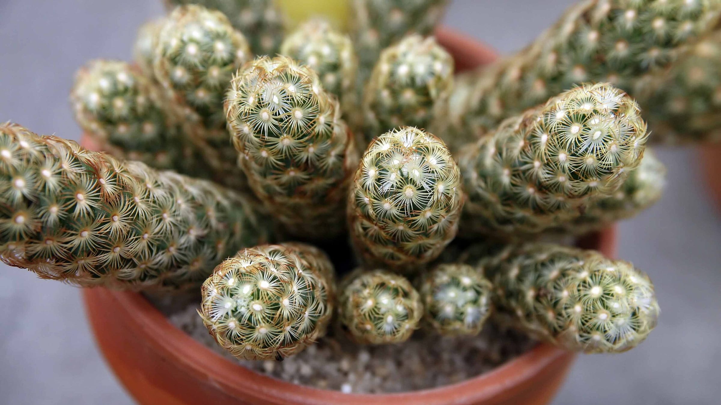 Cactus alfiletero (Mammillaria elongata)