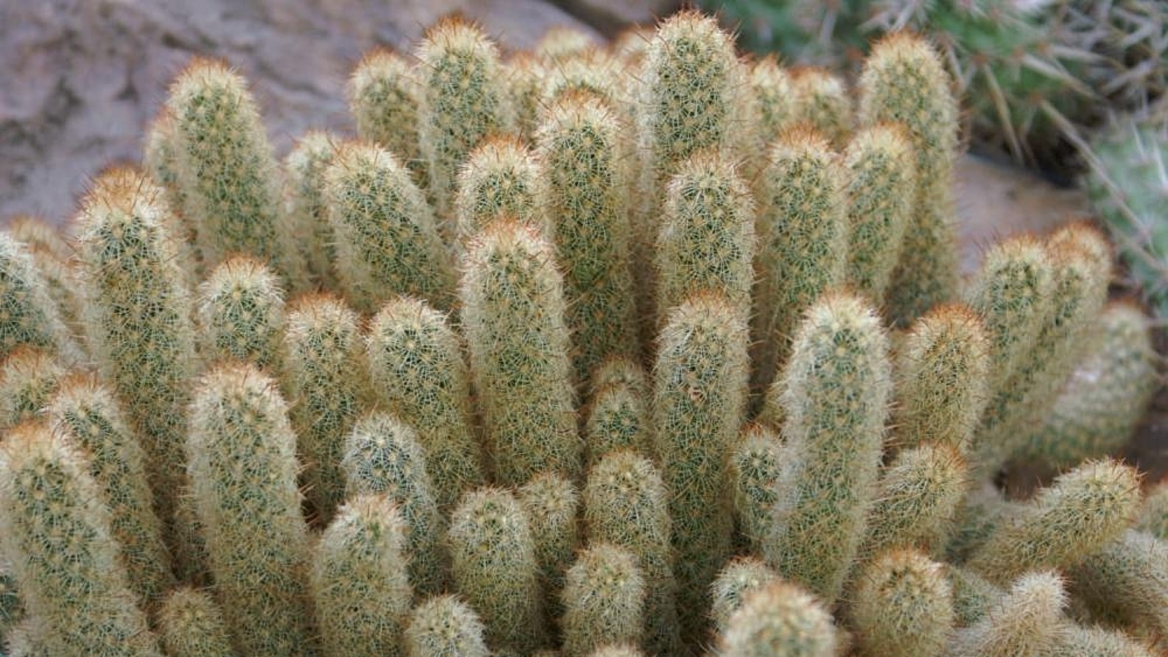 Cactus alfiletero (Mammillaria elongata)