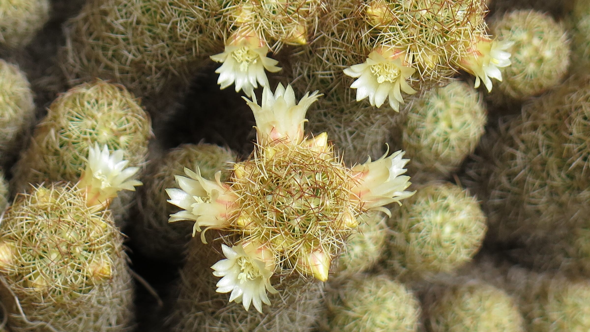 Cactus alfiletero (Mammillaria elongata)