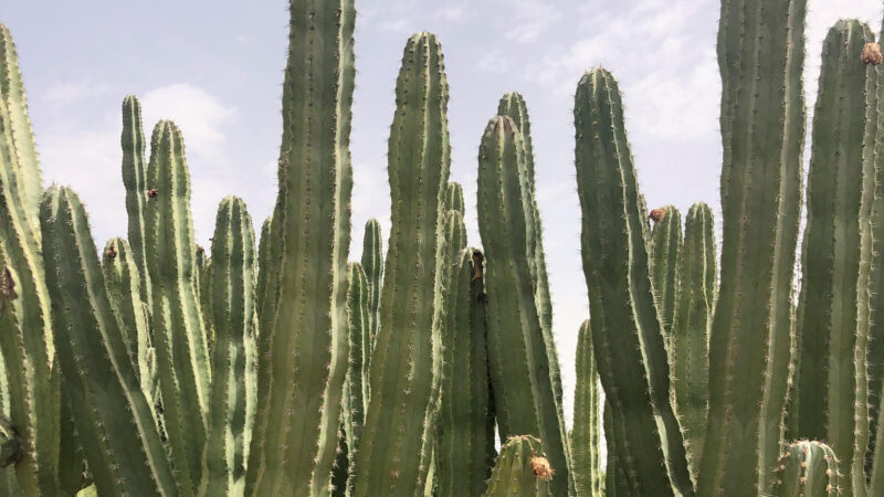 Cómo cuidar el cactus azul (Pilosocereus pachycladus)