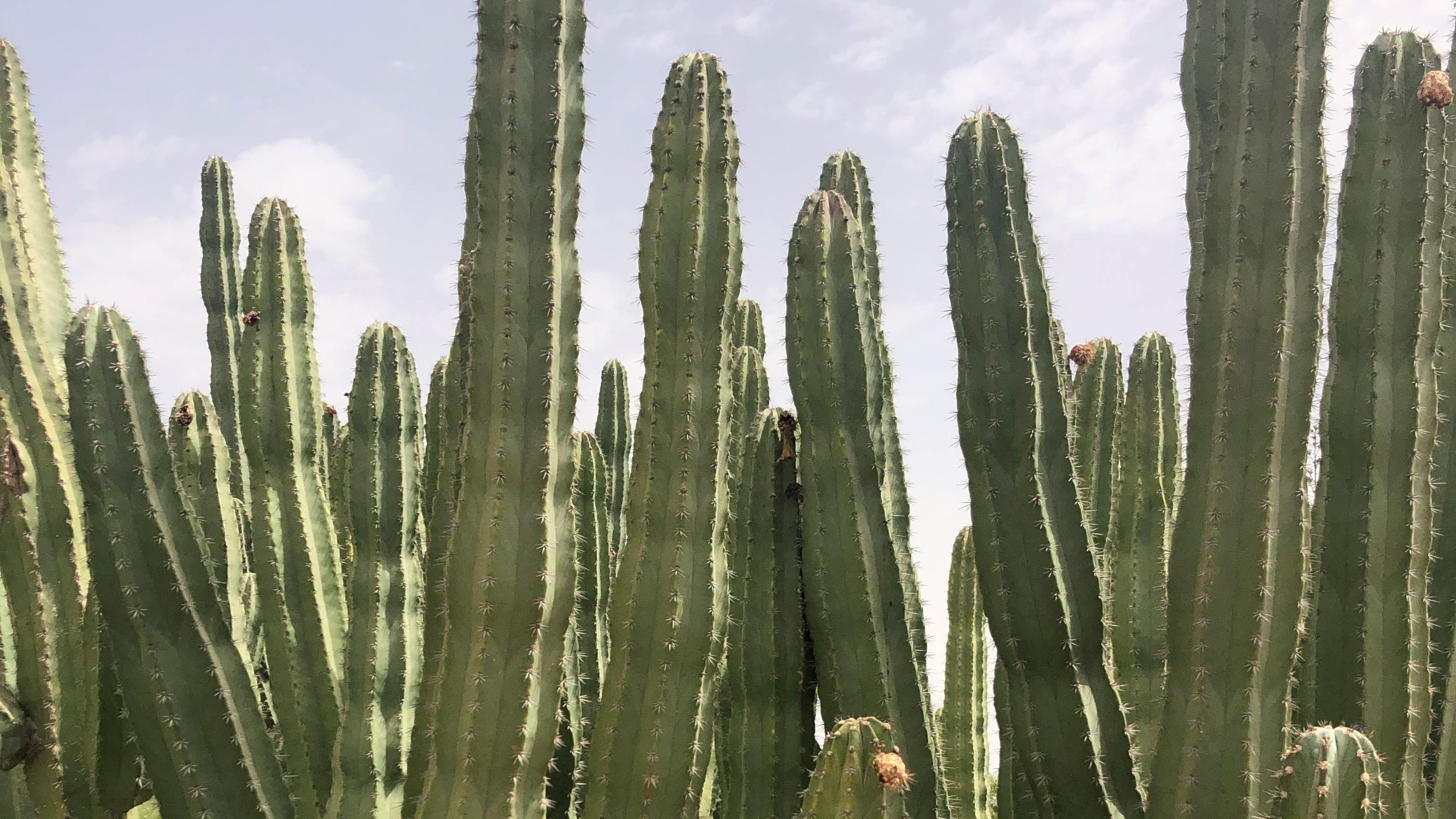 Cactus azul (Pilosocereus pachycladus)