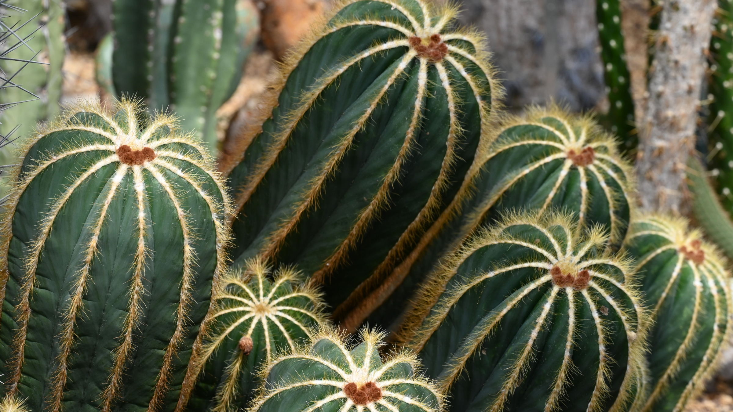Cactus bola azul (Parodia magnifica)