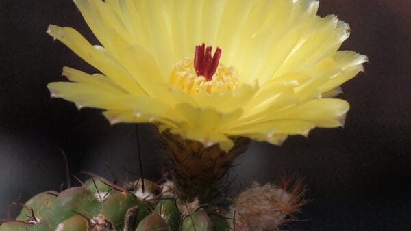 Cómo cuidar el cactus botón (Parodia ottonis)