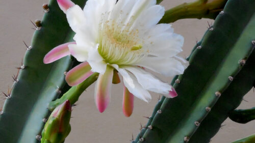 Cómo cuidar el cactus candelabro (Cereus peruvianus)