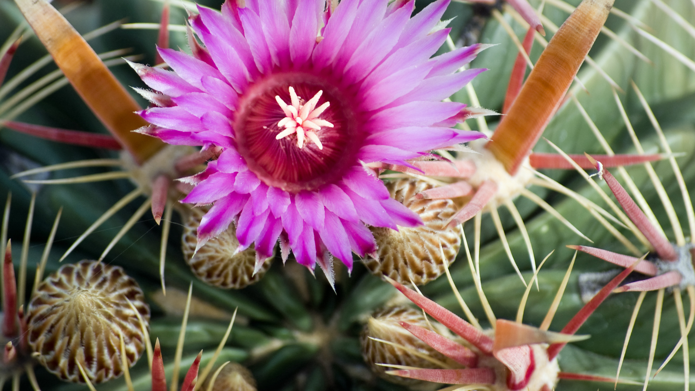 Cactus de espina ancha (Ferocactus latispinus)