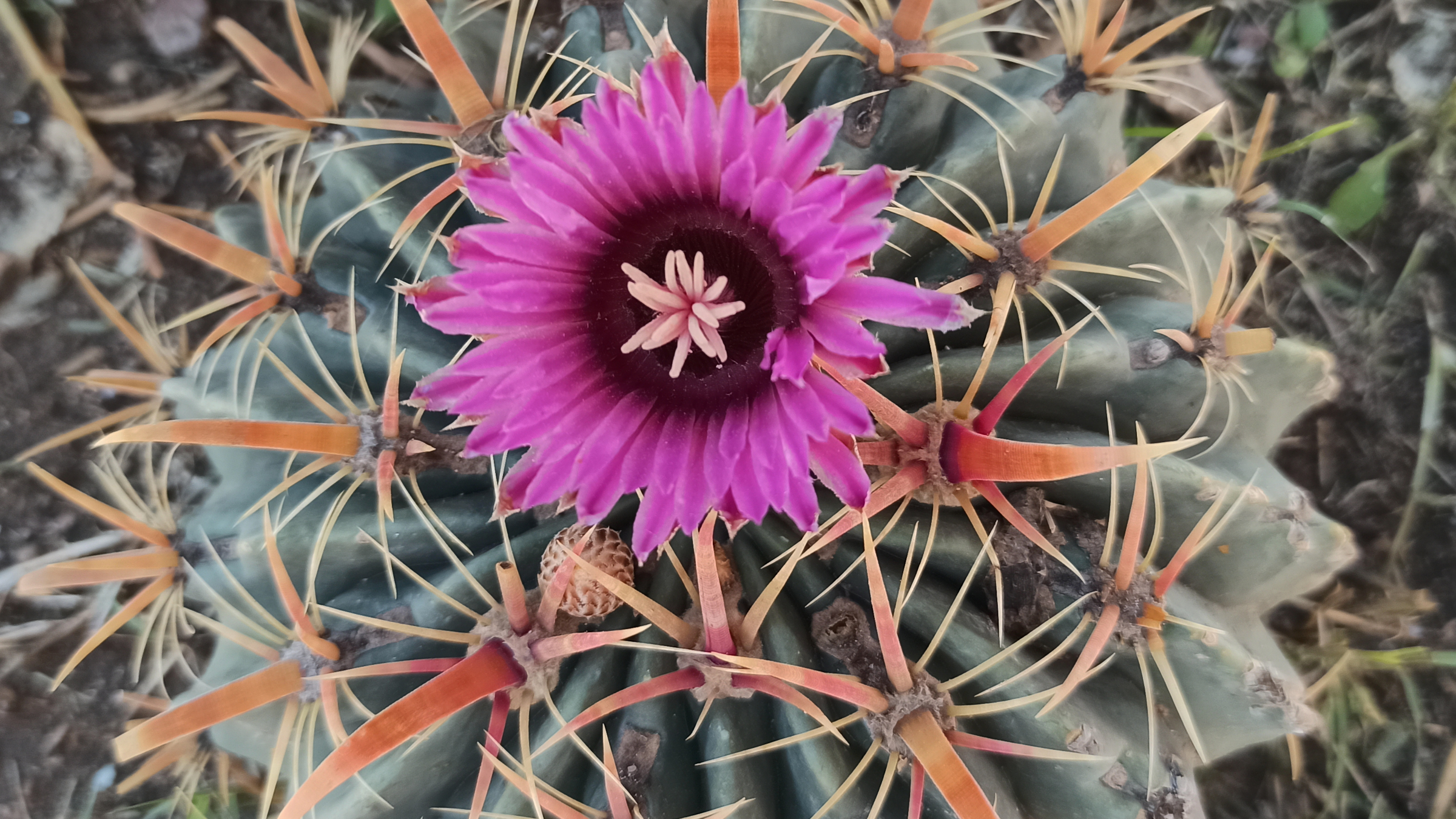 Cactus de espina ancha (Ferocactus latispinus)