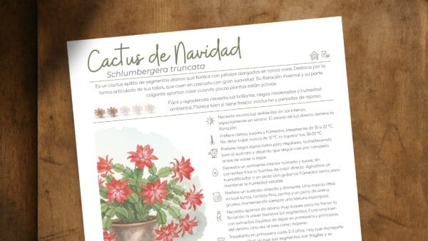 Cómo cuidar el cactus de Navidad (Schlumbergera truncata)