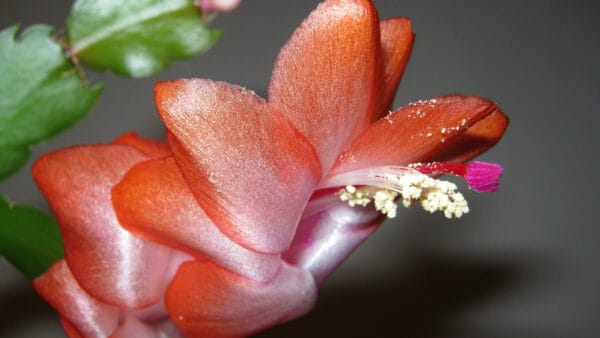 Cómo cuidar el cactus de Navidad (Schlumbergera truncata)