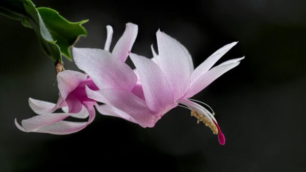 Cómo cuidar el cactus de Navidad (Schlumbergera truncata)