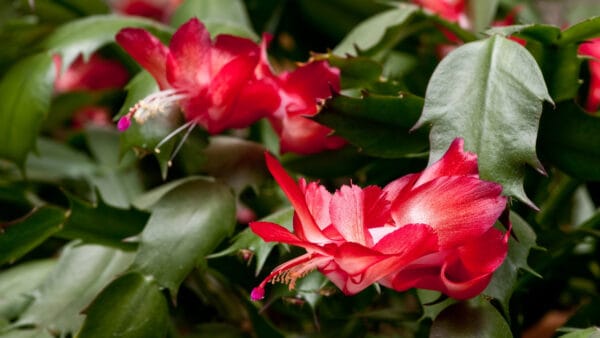 Cómo cuidar el cactus de Navidad (Schlumbergera truncata)