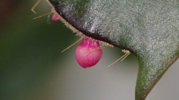 Cómo cuidar el cactus de Navidad (Schlumbergera truncata)