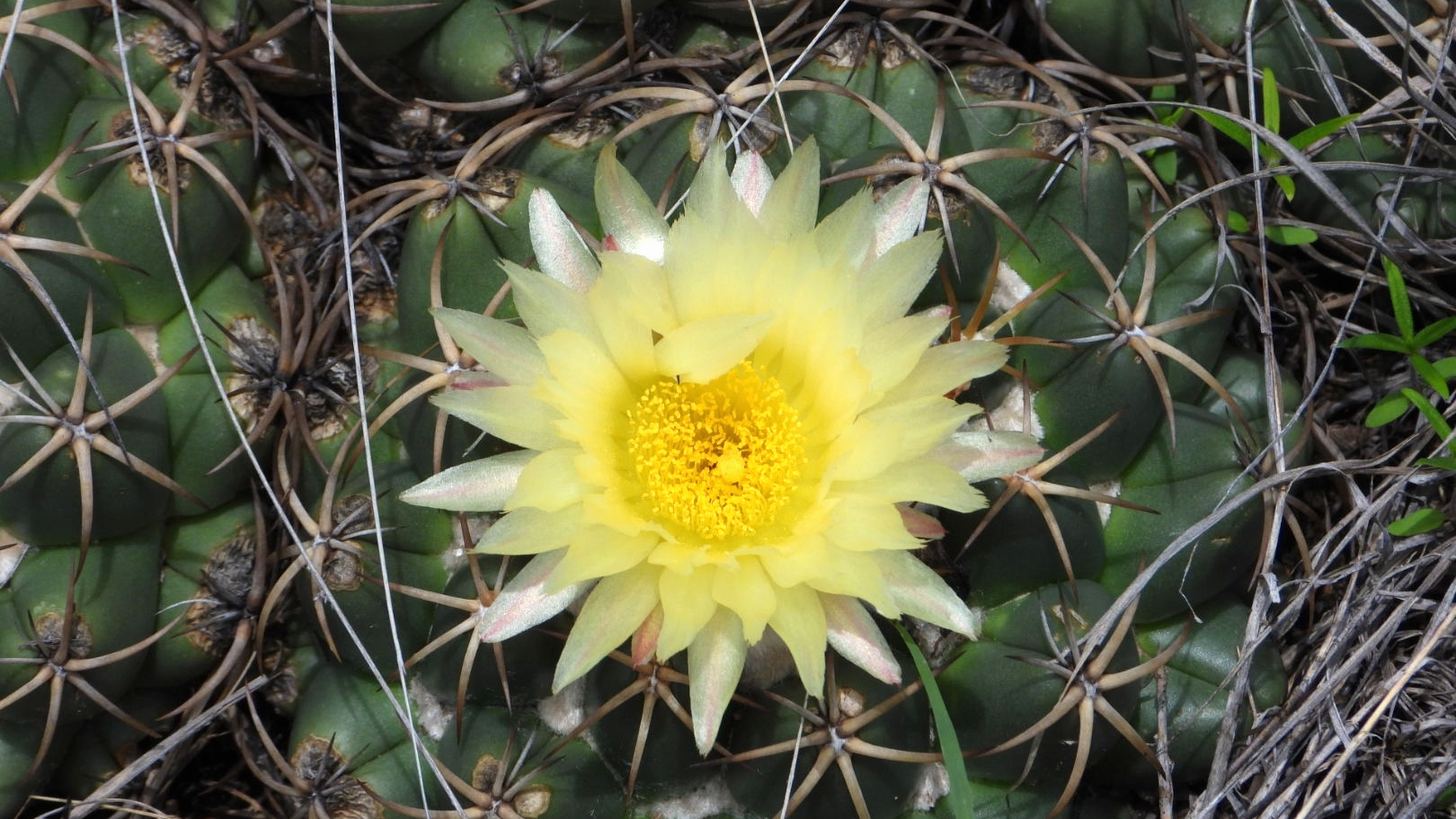 Cactus elefante (Coryphantha elephantidens)