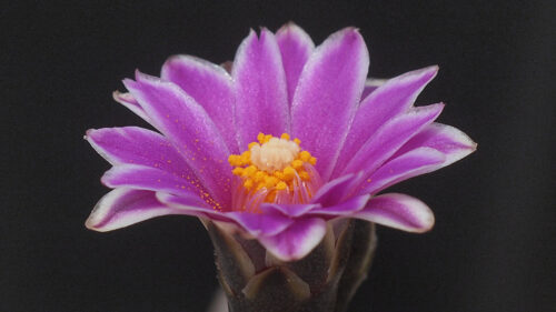 Cómo cuidar el cactus joya (Turbinicarpus spp.)