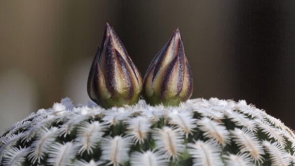 Cómo cuidar el cactus joya (Turbinicarpus spp.)