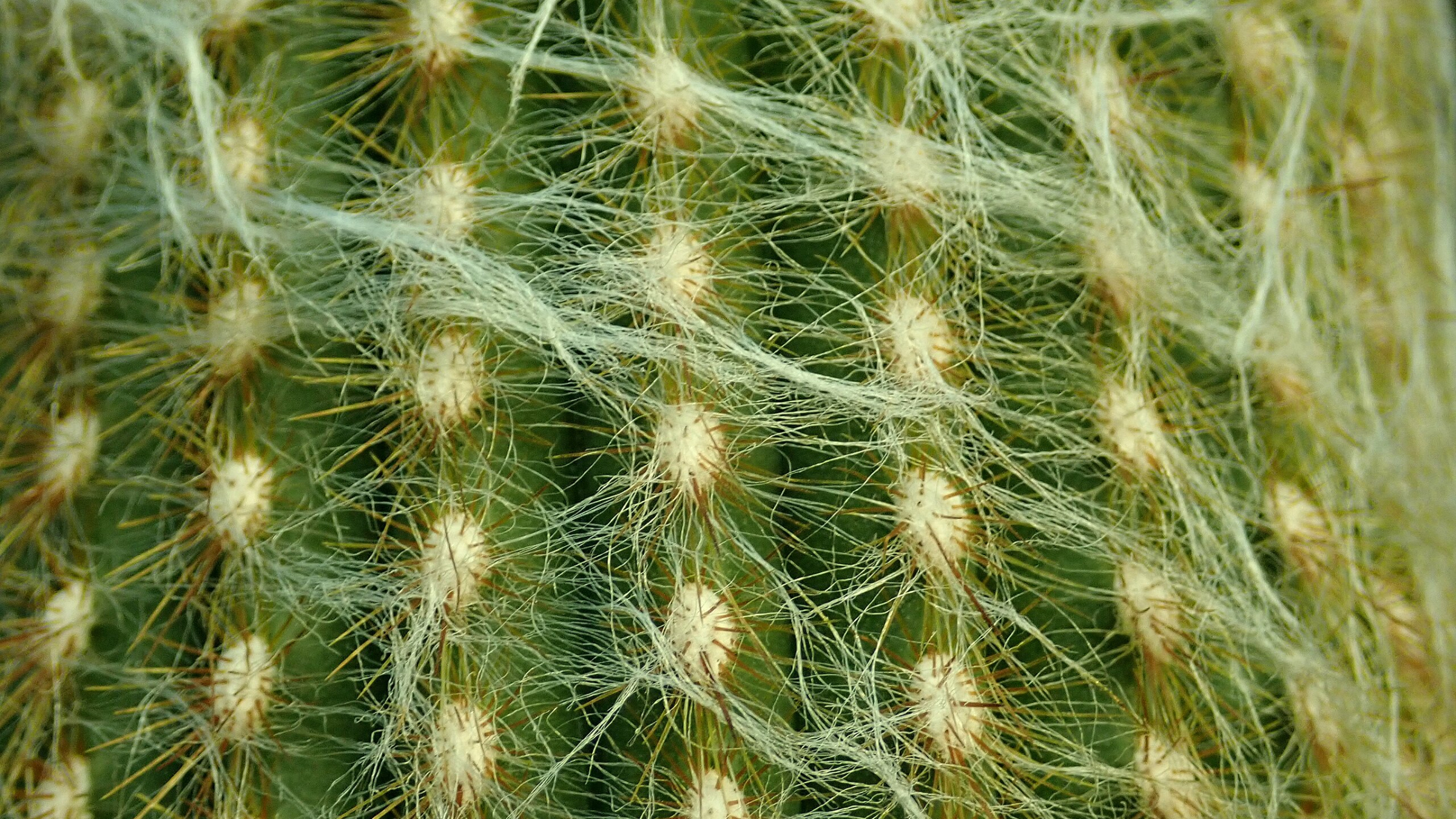 Cactus lanudo (Espostoa lanata)