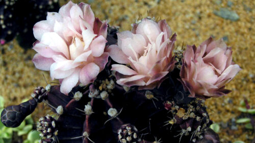 Cómo cuidar el cactus luna (Gymnocalycium mihanovichii)