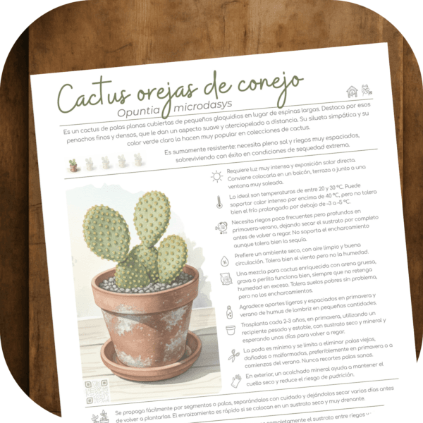 Cómo cuidar el cactus orejas de conejo (Opuntia microdasys)