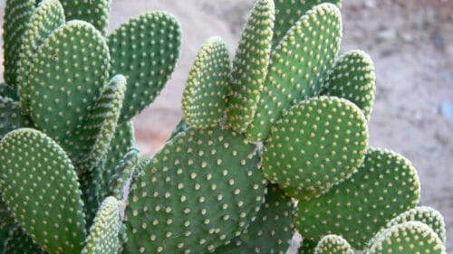 Cómo cuidar el cactus orejas de conejo (Opuntia microdasys)