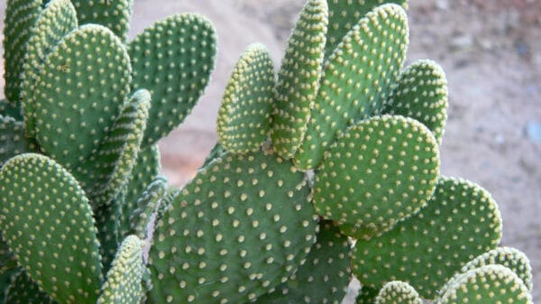 Cómo cuidar el cactus orejas de conejo (Opuntia microdasys)