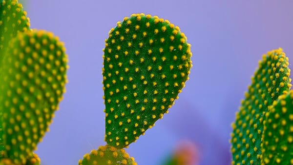 Cómo cuidar el cactus orejas de conejo (Opuntia microdasys)
