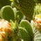 Cómo cuidar el cactus orejas de conejo (Opuntia microdasys)