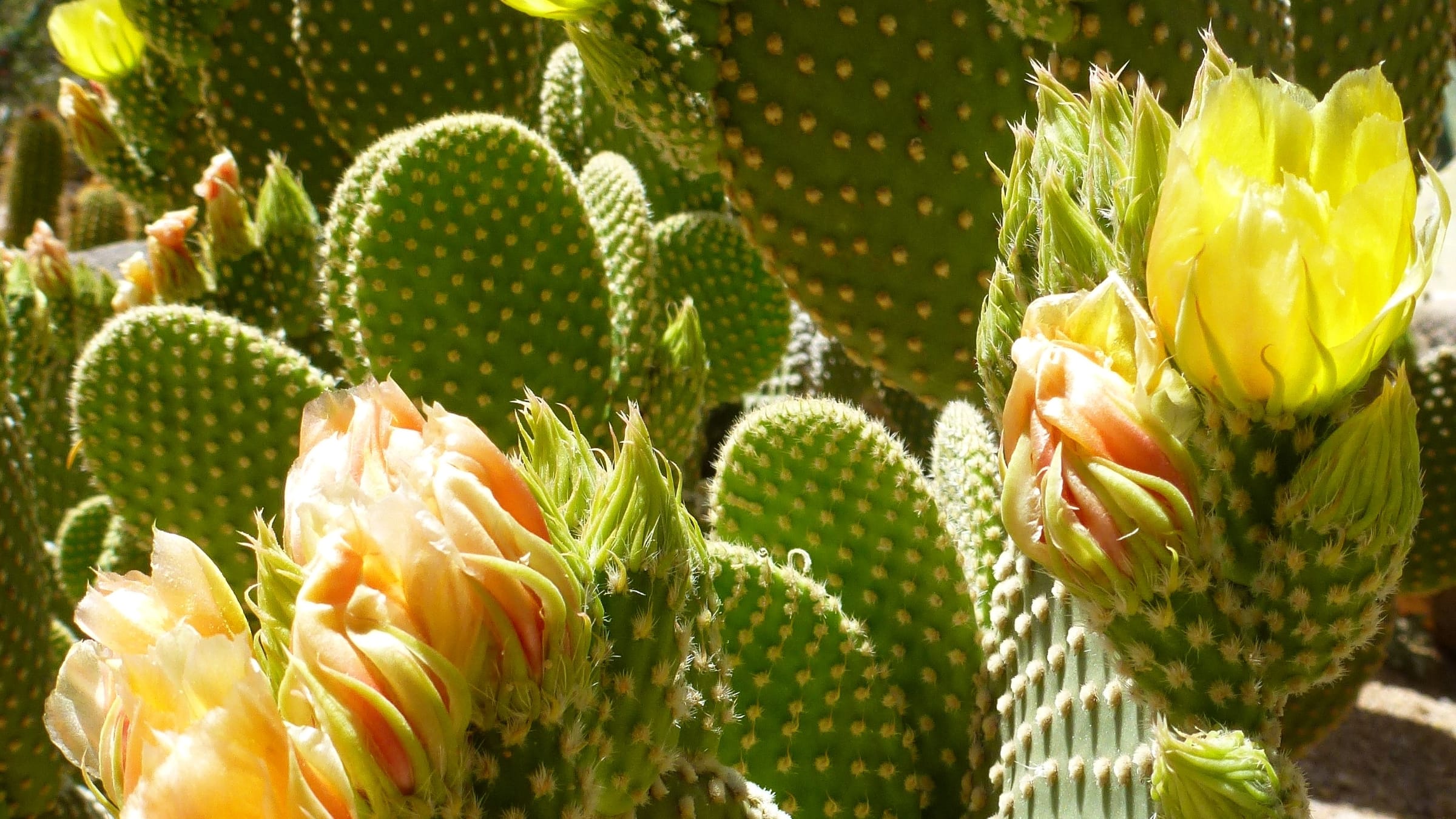 Cactus orejas de conejo (Opuntia microdasys)