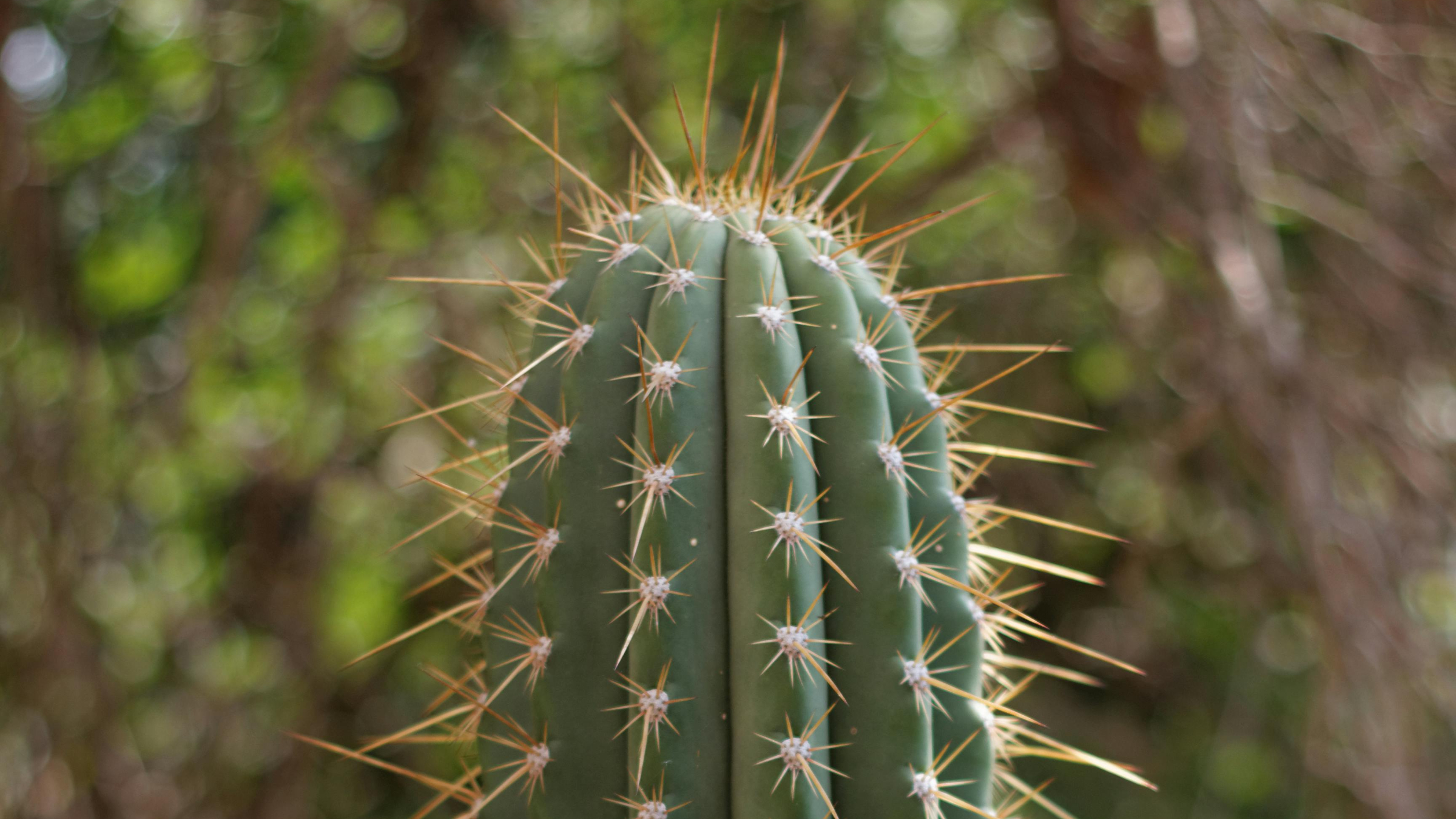 Cactus tuna gris (Stenocereus pruinosus)