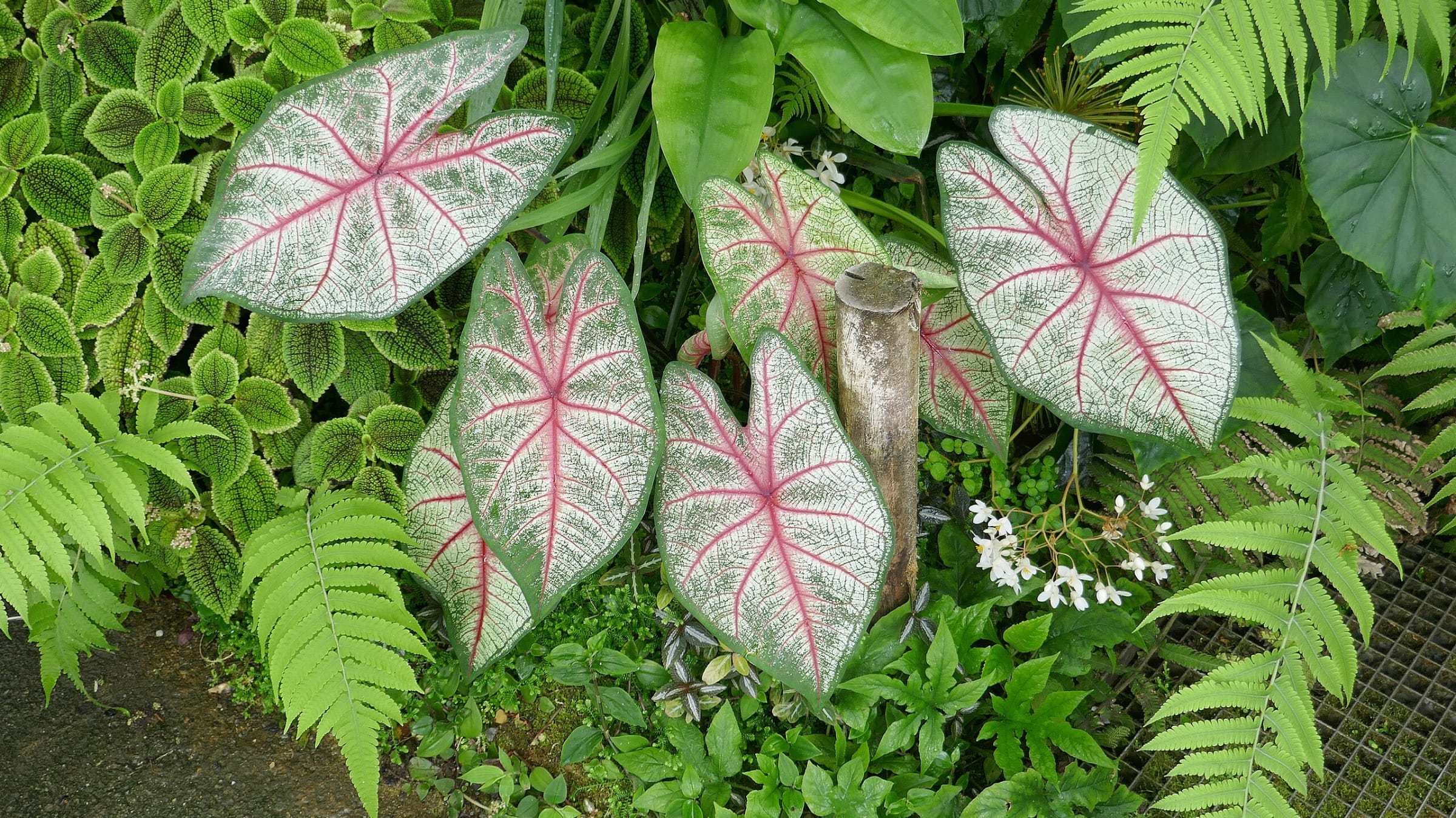 Caladio (Caladium bicolor)