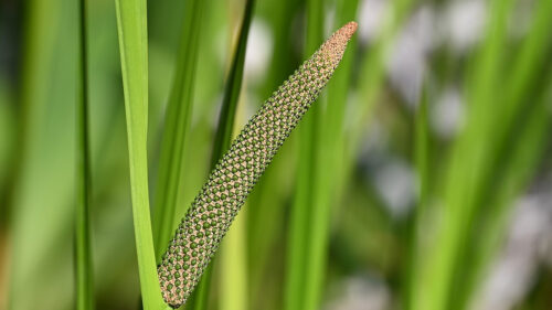 Cómo cuidar el cálamo aromático (Acorus calamus)