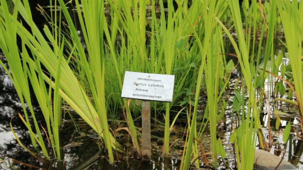 Cómo cuidar el cálamo aromático (Acorus calamus)