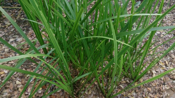 Cómo cuidar el cálamo aromático (Acorus calamus)