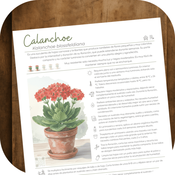Cómo cuidar el calanchoe (Kalanchoe blossfeldiana)