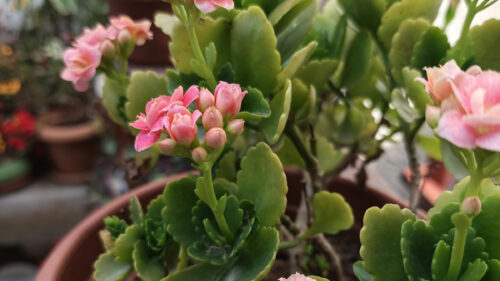 Cómo cuidar el calanchoe (Kalanchoe blossfeldiana)
