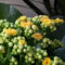Cómo cuidar el calanchoe (Kalanchoe blossfeldiana)