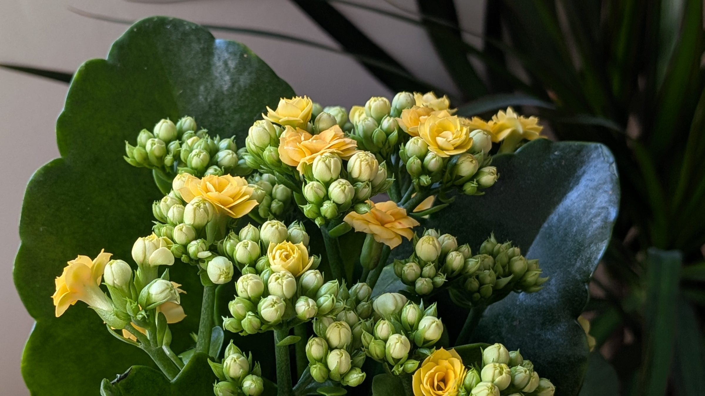 Calanchoe (Kalanchoe blossfeldiana)