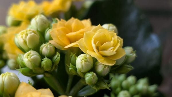 Cómo cuidar el calanchoe (Kalanchoe blossfeldiana)