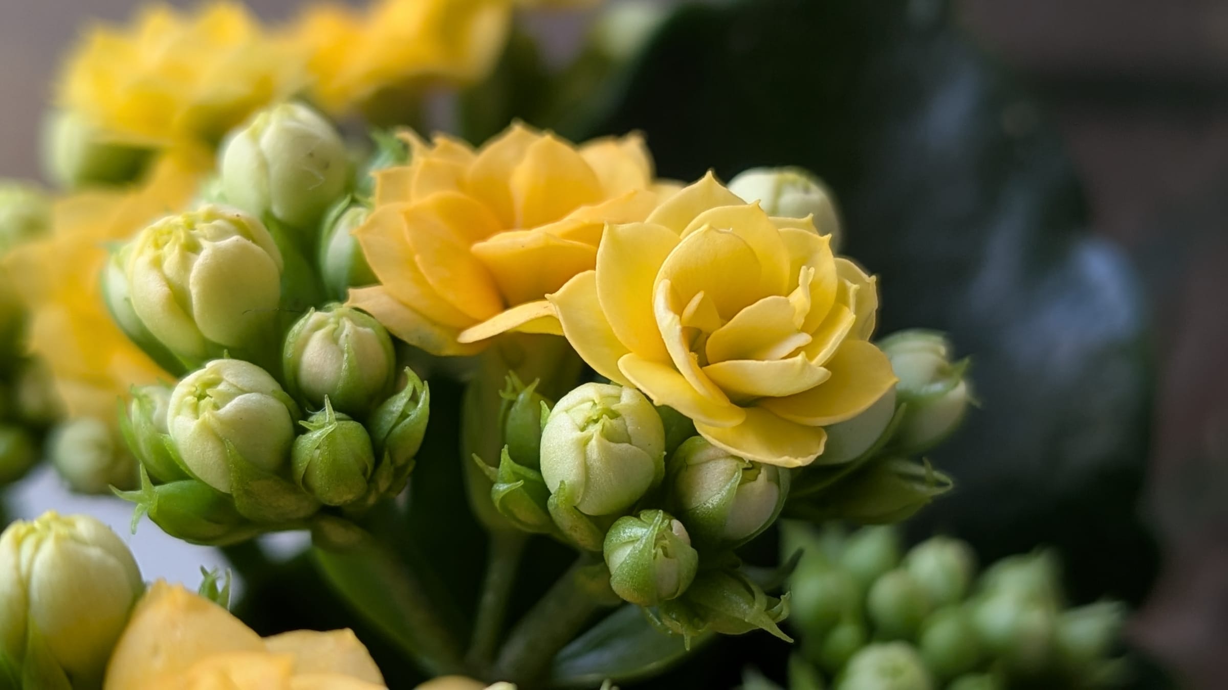 Calanchoe (Kalanchoe blossfeldiana)