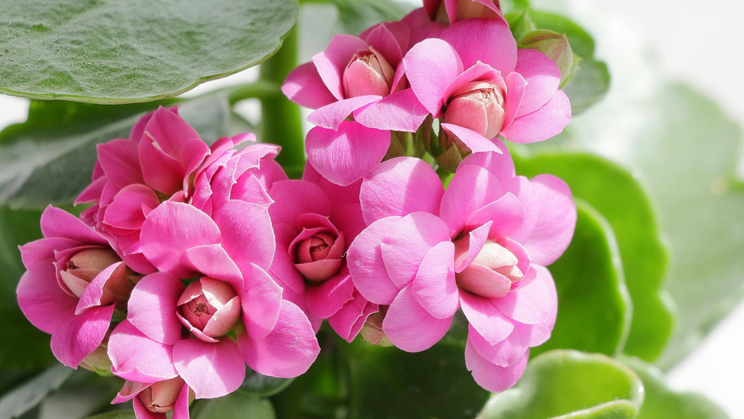 Calanchoe (Kalanchoe blossfeldiana)