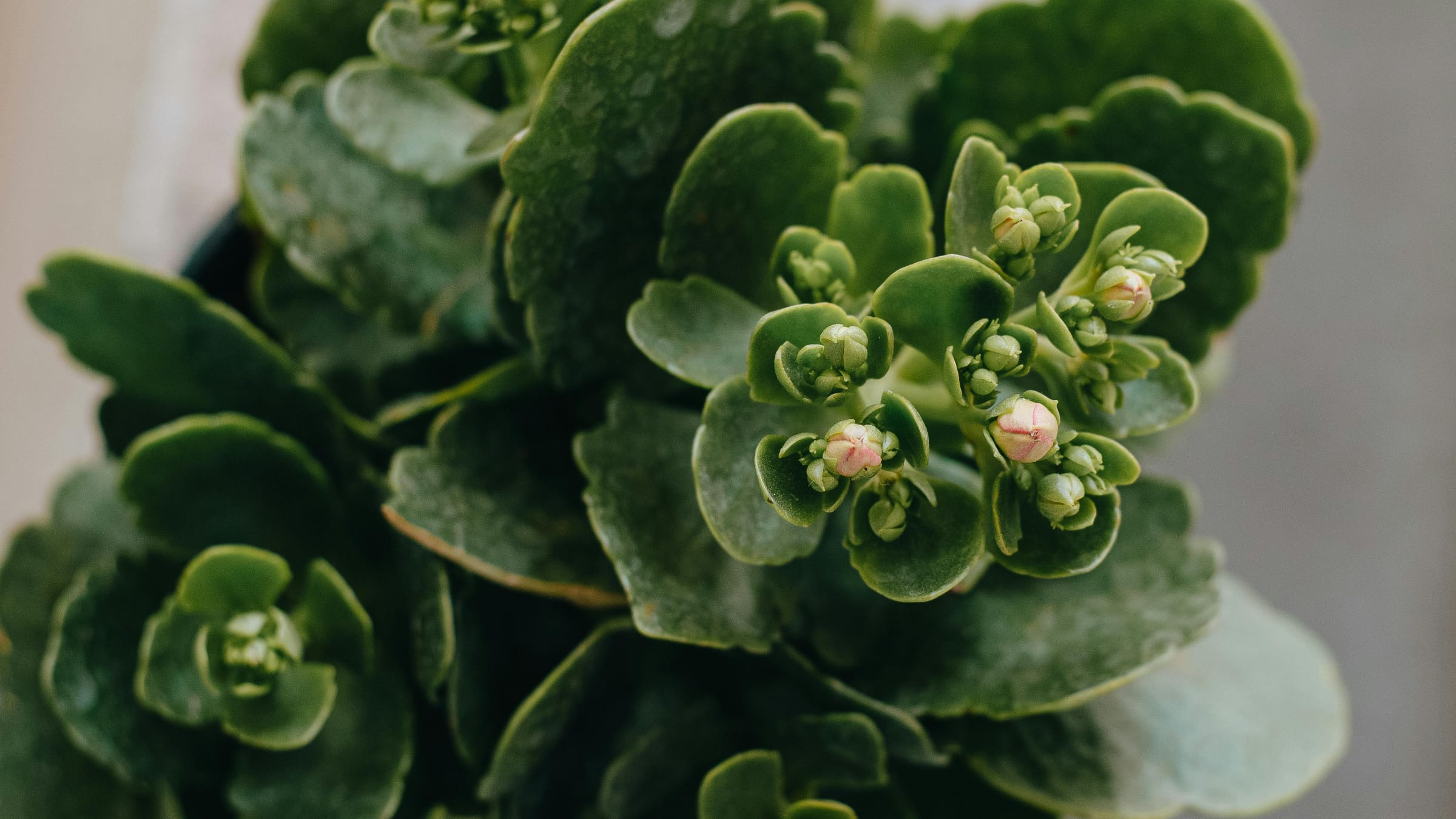 Calanchoe (Kalanchoe blossfeldiana)