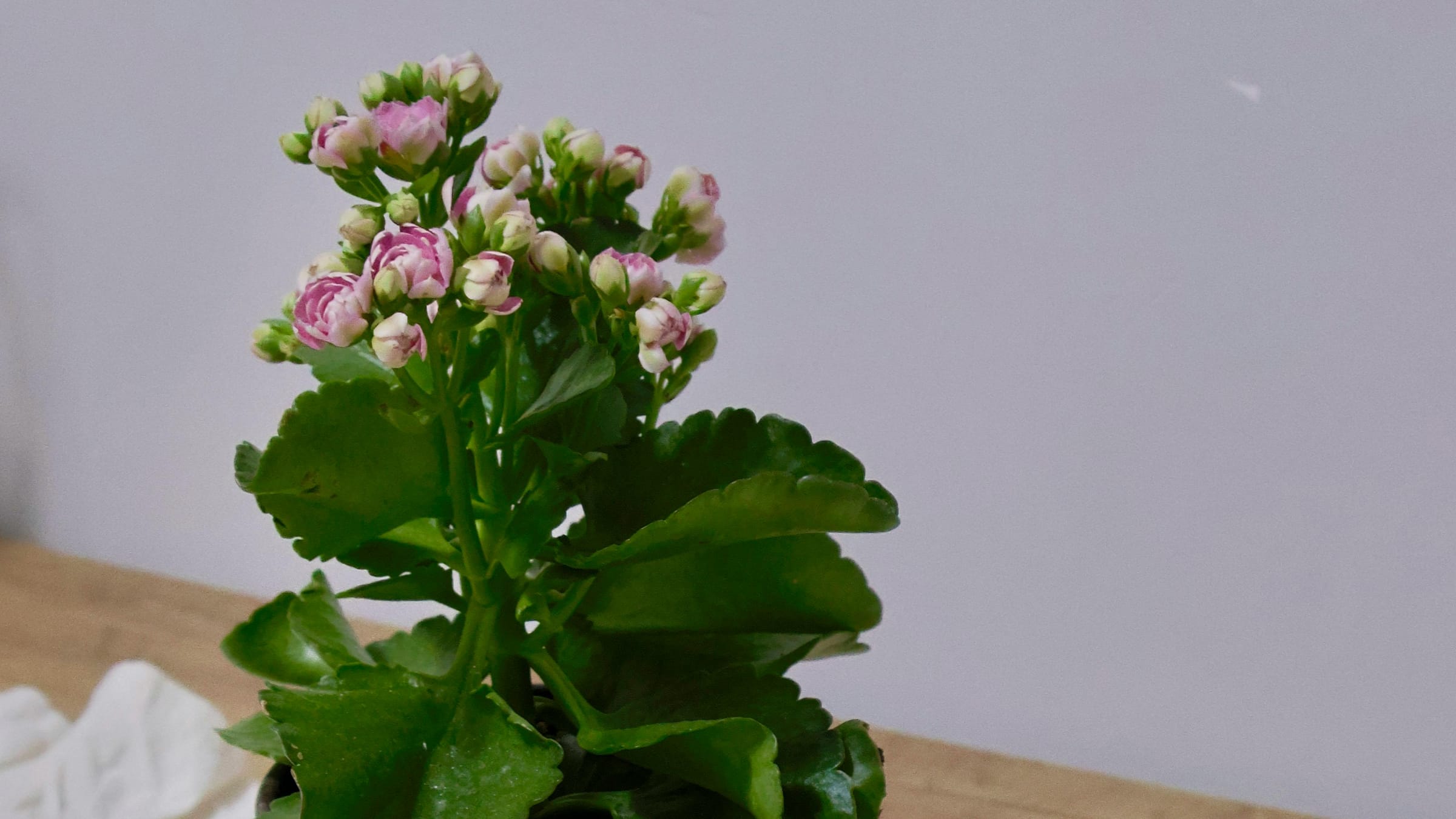 Calanchoe (Kalanchoe blossfeldiana)