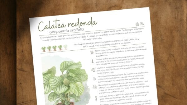 Cómo cuidar la calatea redonda (Goeppertia orbifolia)