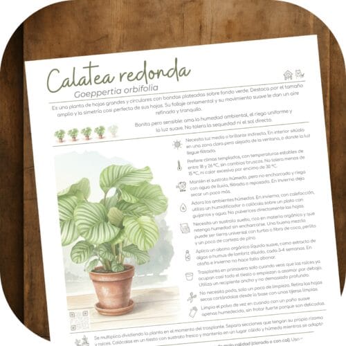 Cómo cuidar la calatea redonda (Goeppertia orbifolia)