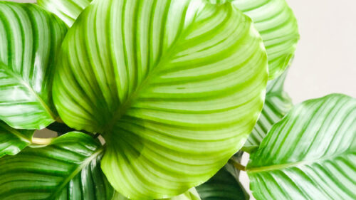 Cómo cuidar la calatea redonda (Goeppertia orbifolia)