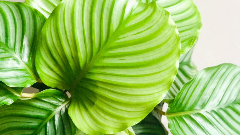 Cómo cuidar la calatea redonda (Goeppertia orbifolia)