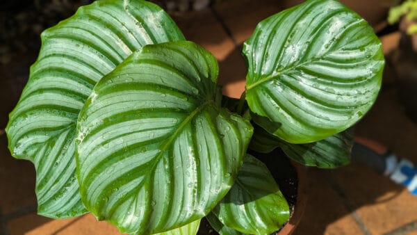 Cómo cuidar la calatea redonda (Goeppertia orbifolia)
