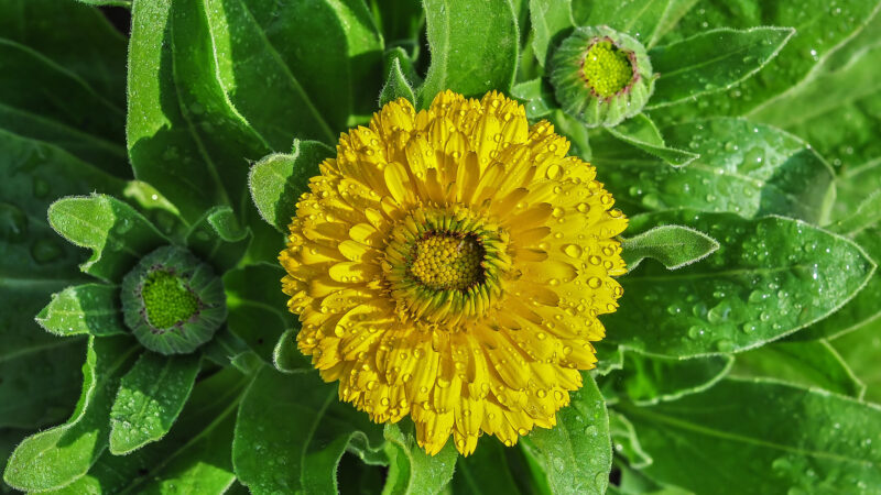 Cómo cuidar la caléndula (Calendula officinalis)