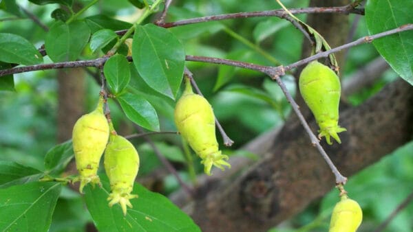 Cómo cuidar el calicanto de invierno (Chimonanthus praecox)