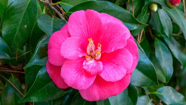 Cómo cuidar la camelia (Camellia japonica)